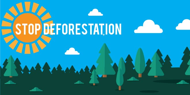 How Unilever is acting on climate change by eliminating deforestation