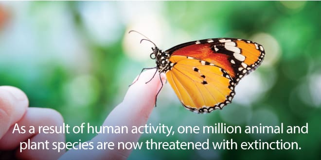 Impacts by human activity threaten 1m species with extinction - SustainCase  - Sustainability Magazine